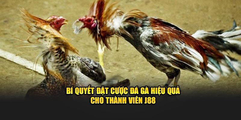 Bí quyết đặt cược tại sảnh cược hiệu quả cho thành viên J88